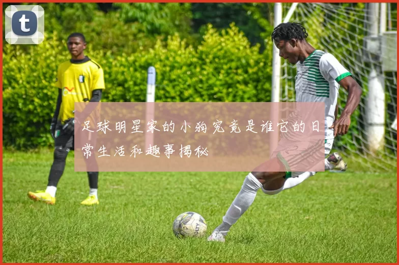 足球明星家的小狗究竟是谁它的日常生活和趣事揭秘